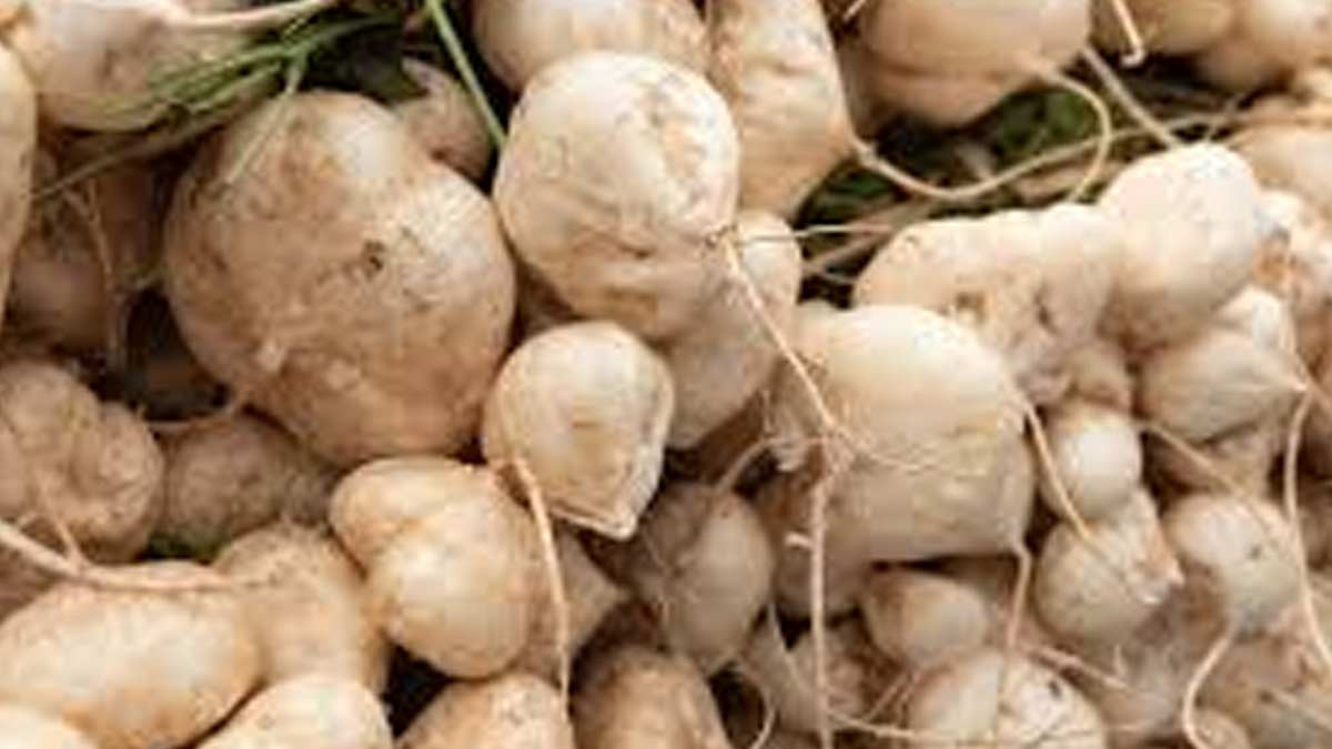 Mishrikand Benefits मिश्रीकंद खाने से सेहत को मिलते हैं ये 5 फायदे, इस